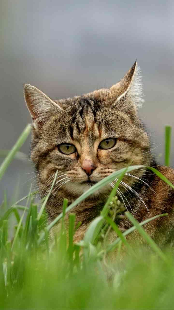 A tabby cat with a thoughtful expression. A beautiful wallpaper for cat lovers. - MirrorLog